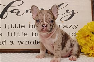 Dina - puppy for sale