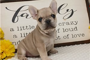 Flotsam - French Bulldog for sale