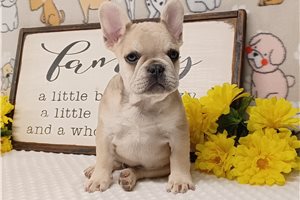 Flotsam - French Bulldog for sale