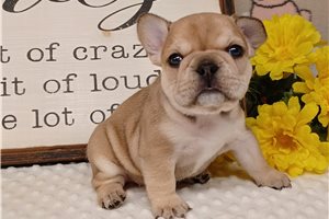 Frannie - French Bulldog for sale
