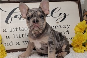 Rhett - French Bulldog for sale