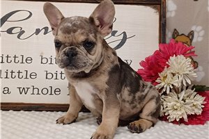 Flynn - puppy for sale