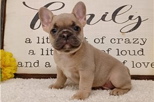 Bryson - puppy for sale