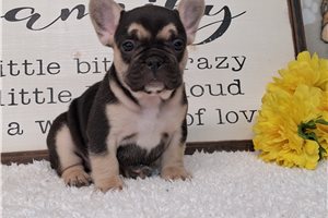 Silvia - French Bulldog for sale