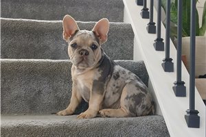 Ruger - French Bulldog for sale