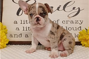 Dawn - puppy for sale