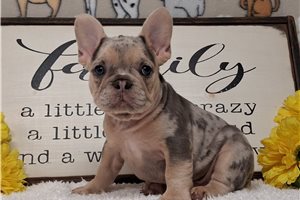 Ruger - French Bulldog for sale