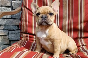Lara - French Bulldog for sale
