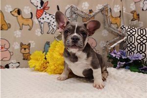 Trinity - puppy for sale