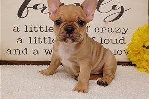 Lara - French Bulldog for sale