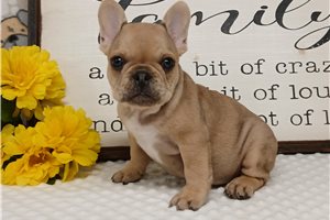 Foster - French Bulldog for sale
