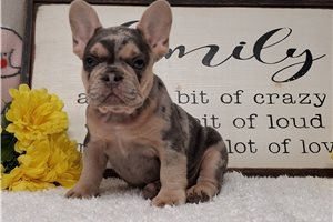 Ronan - French Bulldog for sale