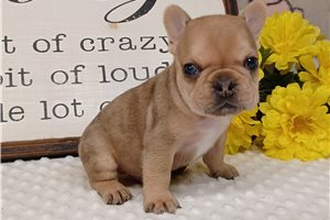 Foster - puppy for sale