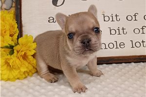 Flotsam - puppy for sale