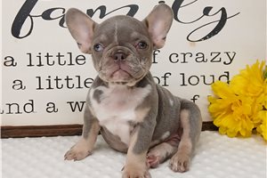Jezzy - puppy for sale