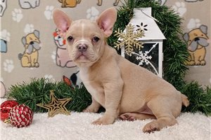Reed - French Bulldog for sale