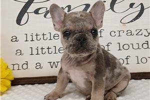 Flynn - French Bulldog for sale