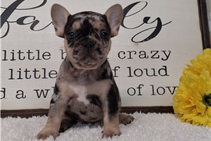 Sissy - French Bulldog for sale
