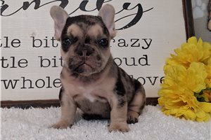 Sapphire - French Bulldog for sale