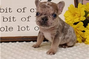 Flynn - puppy for sale