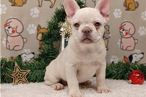Raelynn - French Bulldog for sale
