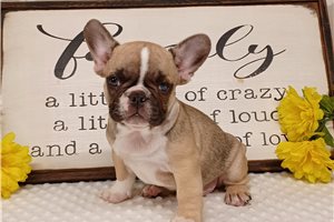 Dominic - French Bulldog for sale