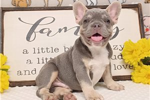 Jaxter - French Bulldog for sale