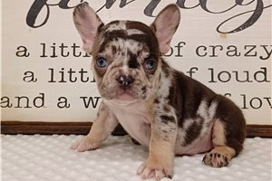 Dawson - puppy for sale