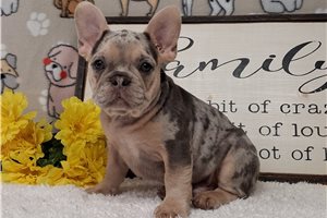 Ruger - French Bulldog for sale