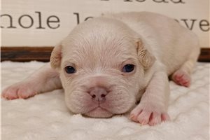 Nicolas - Frenchton for sale