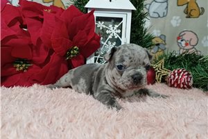 Trinket - Frenchton for sale