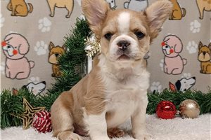 Kennedy - Frenchton for sale