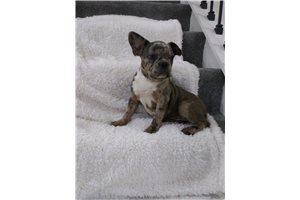 Anslow - Frenchton for sale