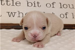 Neely - Frenchton for sale