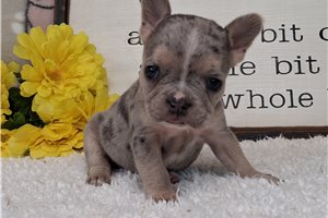 Tulip - Frenchton for sale