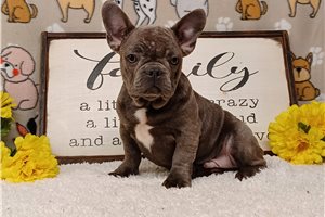 Kyrie - Frenchton for sale