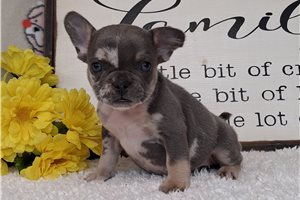 Trudy - Frenchton for sale