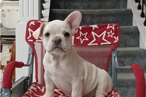 Nicolas - Frenchton for sale