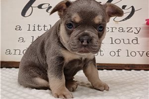 Nova - Frenchton for sale