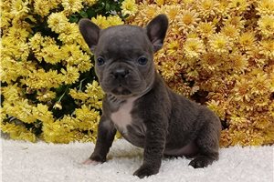 Kiara - puppy for sale