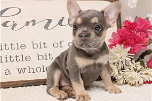 Nova - Frenchton for sale