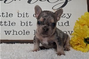 Tybalt - Frenchton for sale