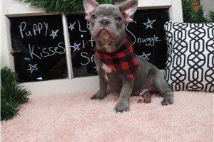 Harley - Frenchton for sale