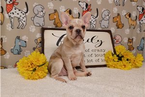 Dale - Frenchton for sale