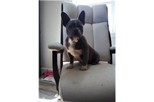 June - Frenchton for sale
