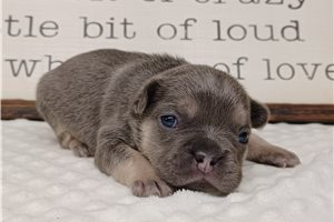 Nova - Frenchton for sale