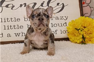 Faith - Frenchton for sale