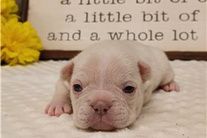 Natasha - Frenchton for sale