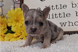 Tulip - Frenchton for sale