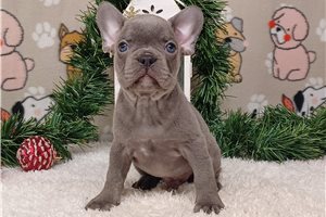 Dandy - Frenchton for sale